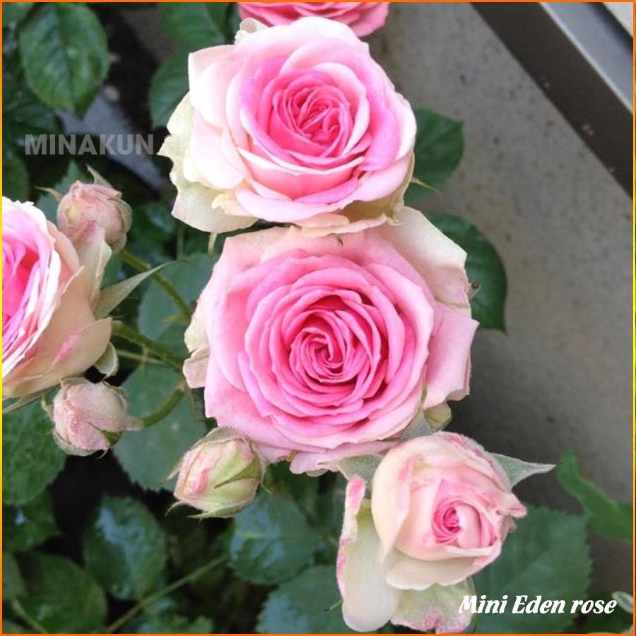 Chậu hoa hồng ngoại MINI EDEN - Minakun Shop