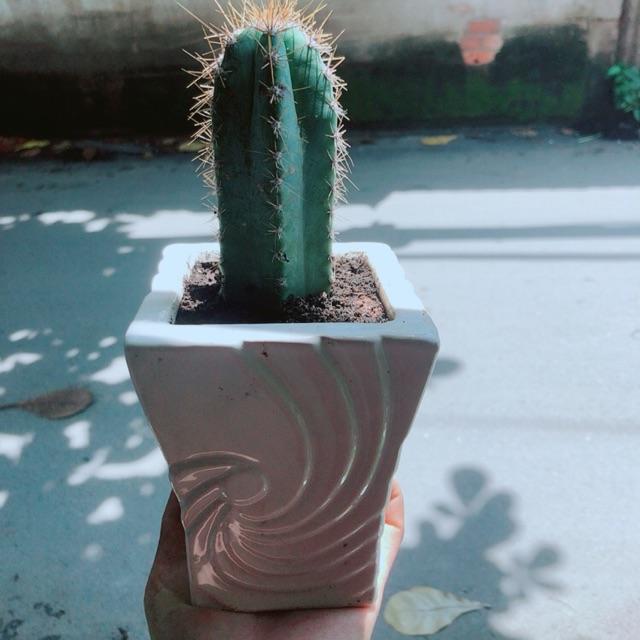 Xương Rồng Trụ