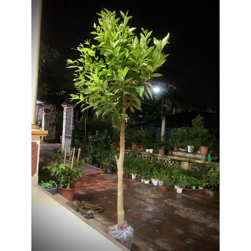 Cây vối nếp trưởng thành cao 1m3