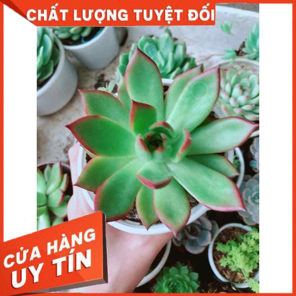 Sen đá viền đỏ Nhiều Người Mua