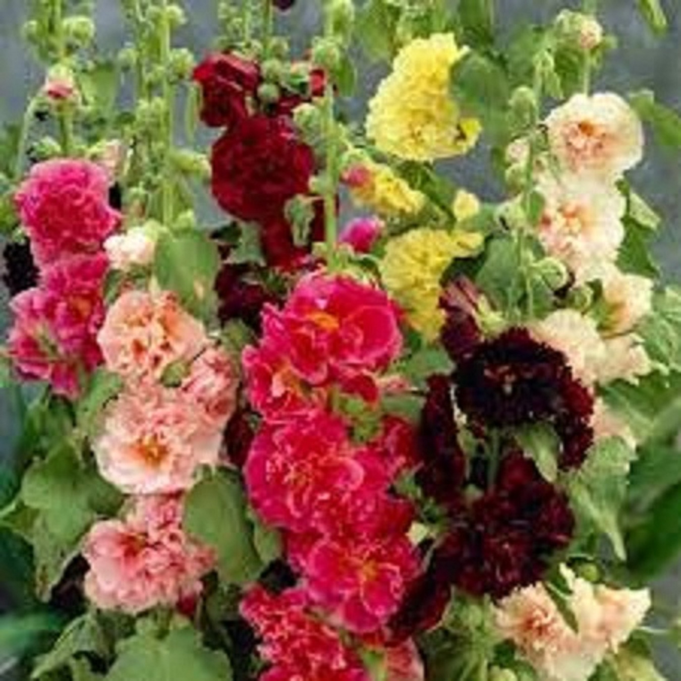 Combo 3 gói Hạt giống mãn đình hồng kép mix màu/gói 50 hạt-tặng kèm gói phân bón lót