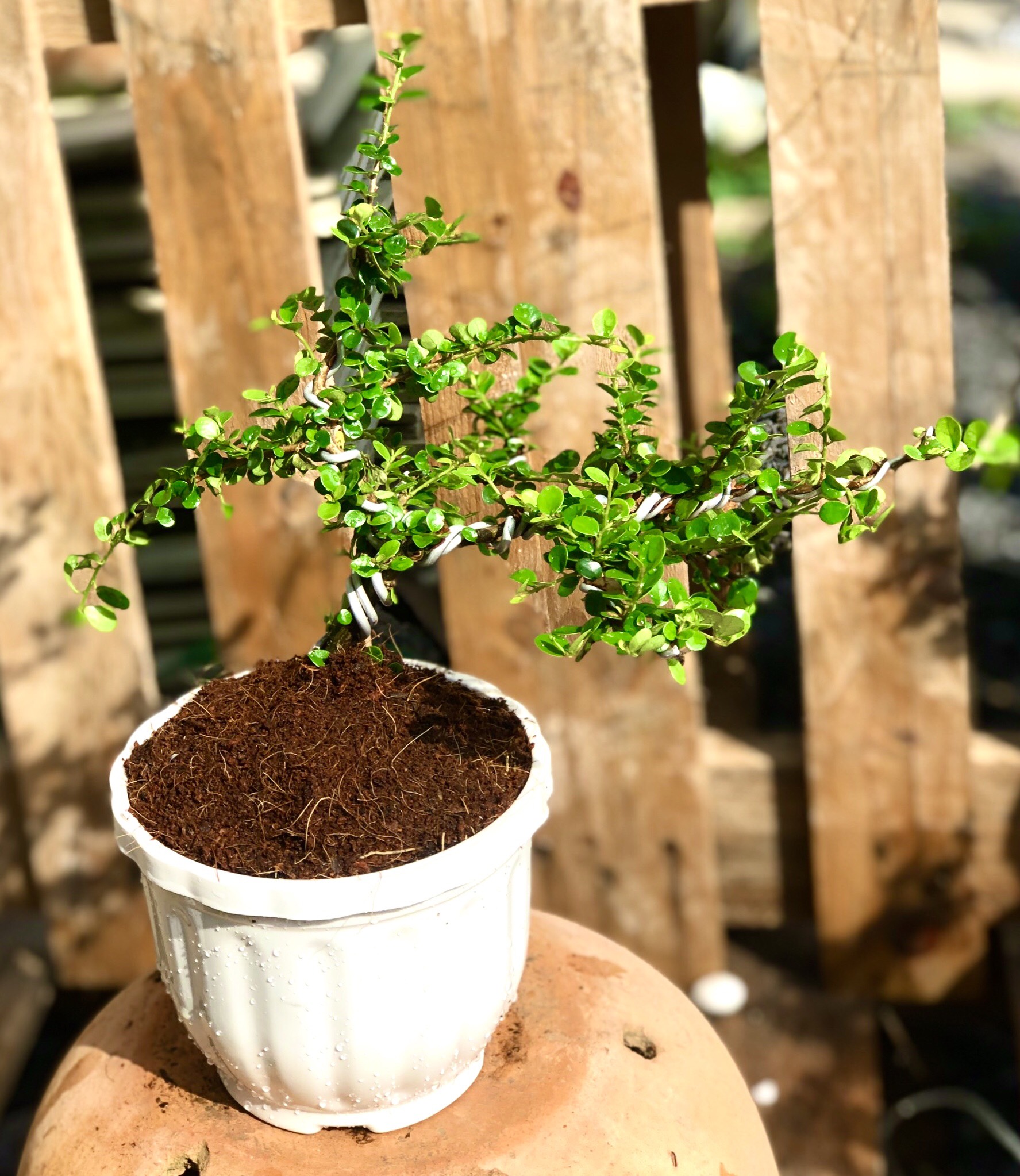 Cây trà Phúc Kiến Bonsai
