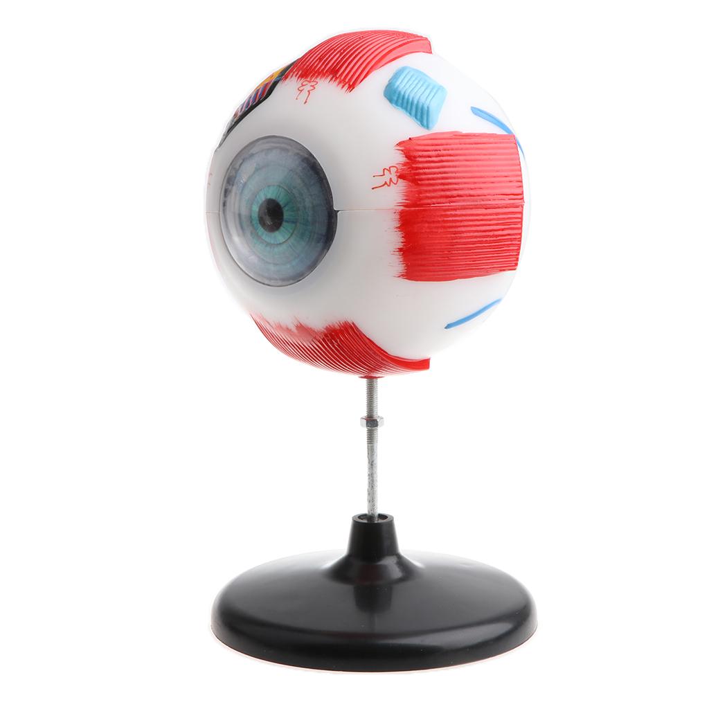 Large Sized Human Eye Ball Model Anatomical Study Kit Lab Supplies