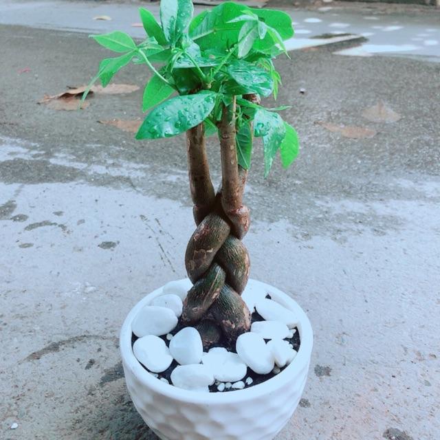 Chậu Kim Ngân Thắt Bính 3 Thân