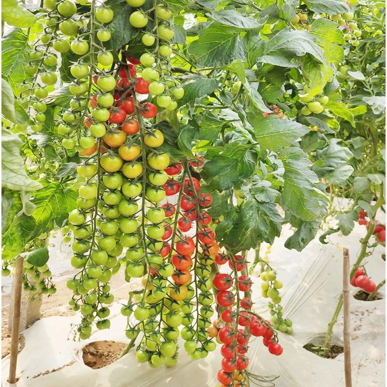Hạt giống cà chua bi dây quả đỏ - 30 hạt/gói