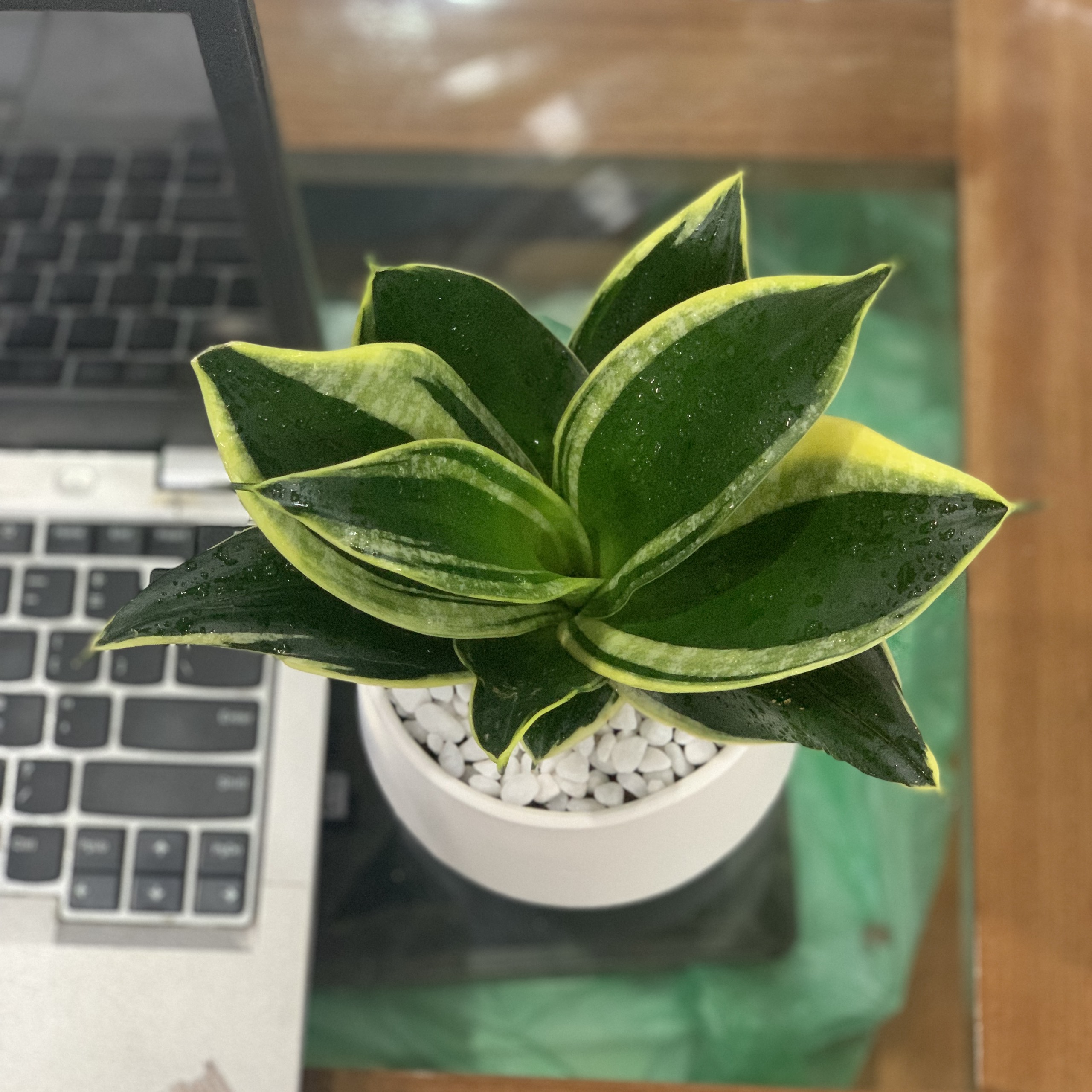 Cây Lưỡi Hổ Thái để bàn