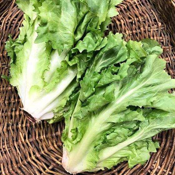 Hạt giống xà lách Carol 217 gói 5gr