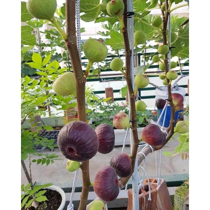 Cây giống Sung Mỹ. .