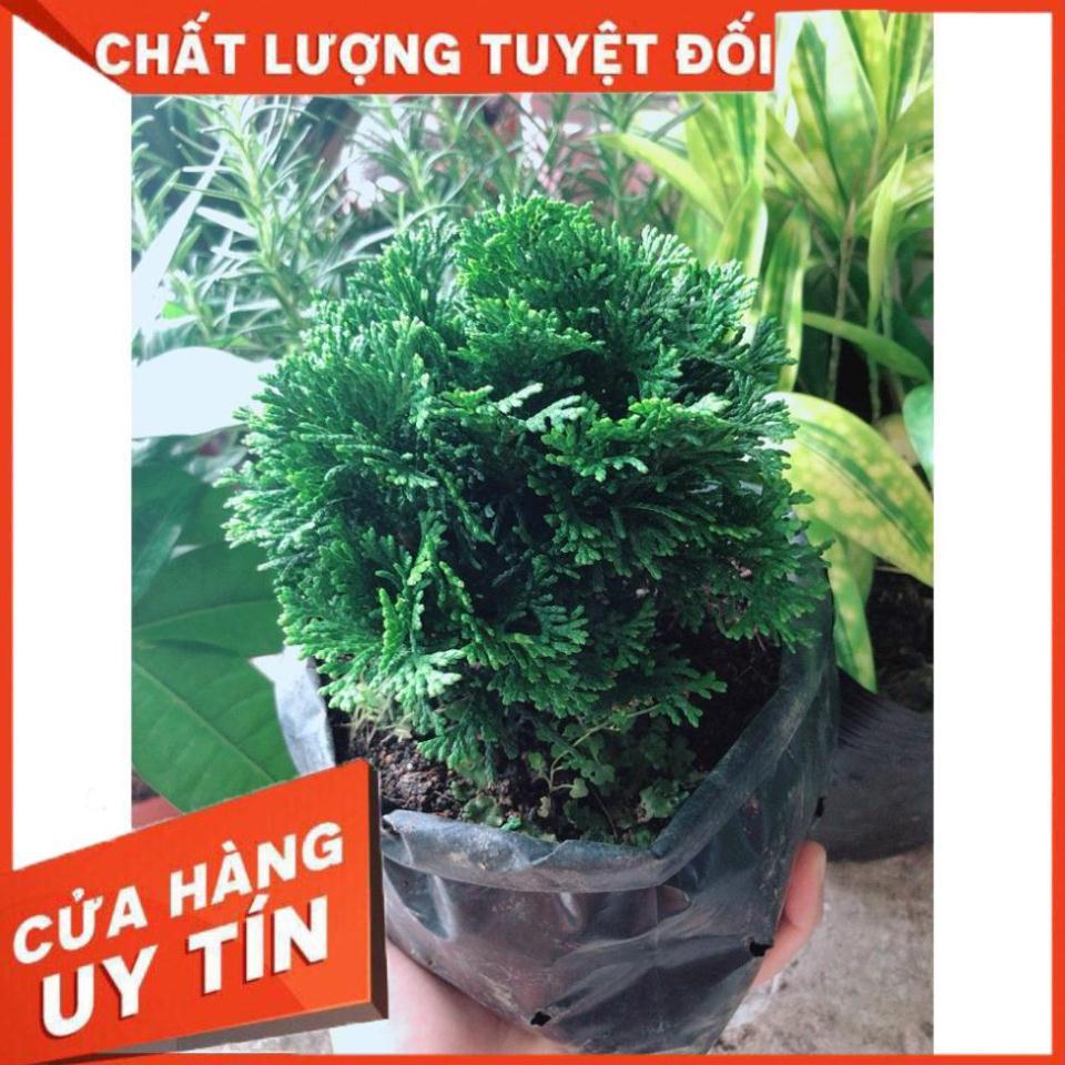 Cây Tùng Trắc Hay Trắc Tùng