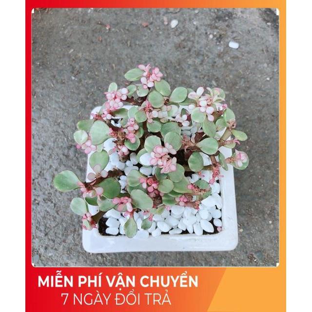 Chậu Đô La Hồng