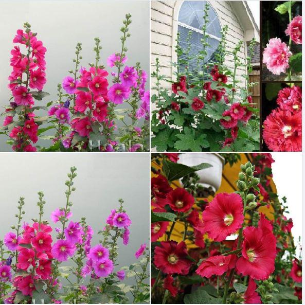 Hạt giống hoa mãn đình hồng kép mix màu--gói 50 hạt