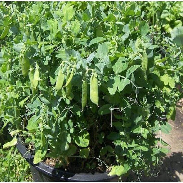 Hạt giống đậu hà lan xanh - 1 gói 50gram