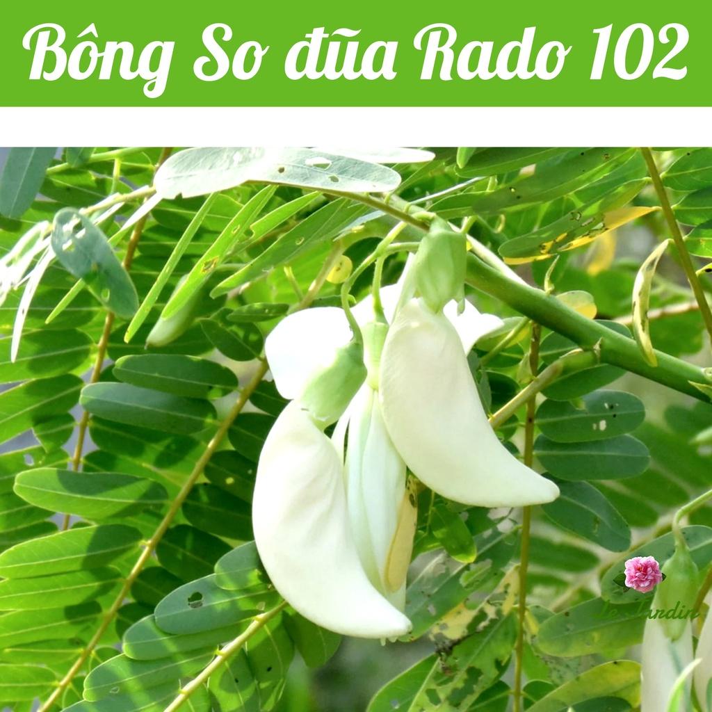 Hạt giống bông so đũa Rado 102 gói 2gr - RẤT DỄ TRỒNG