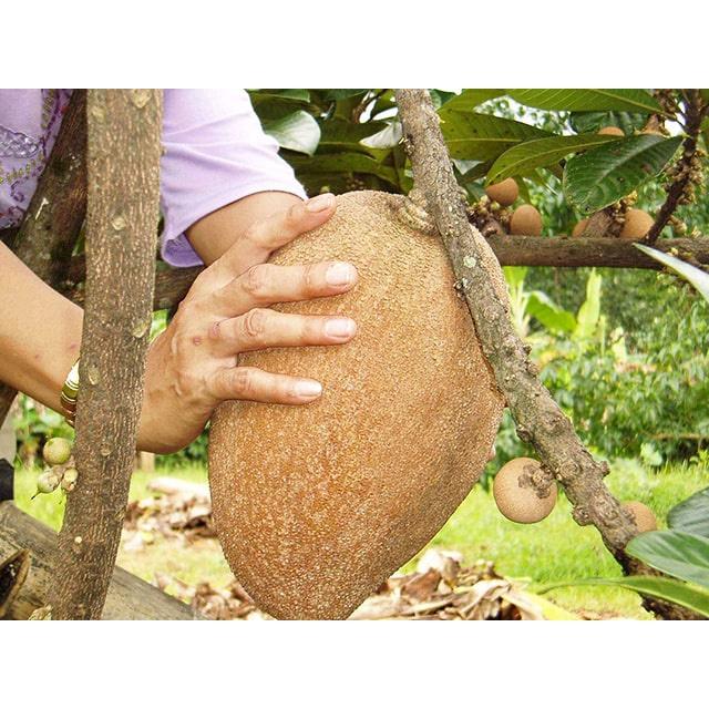 CÂY GIỐNG HỒNG XIÊM XOÀI QUẢ TO THÁI LAN