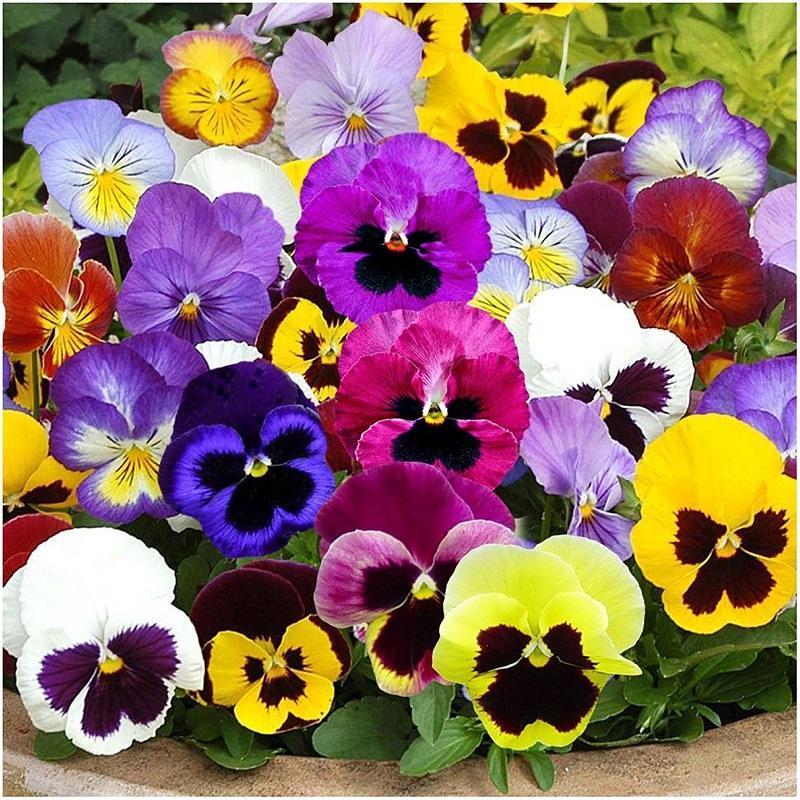 HẠT GIỐNG HOA PĂNG XÊ MIX - TỶ LỆ NẢY MẦM CAO VÀ ĐỒNG ĐỀU, ƯA SÁNG VÀ CHỊU RÉT TỐT