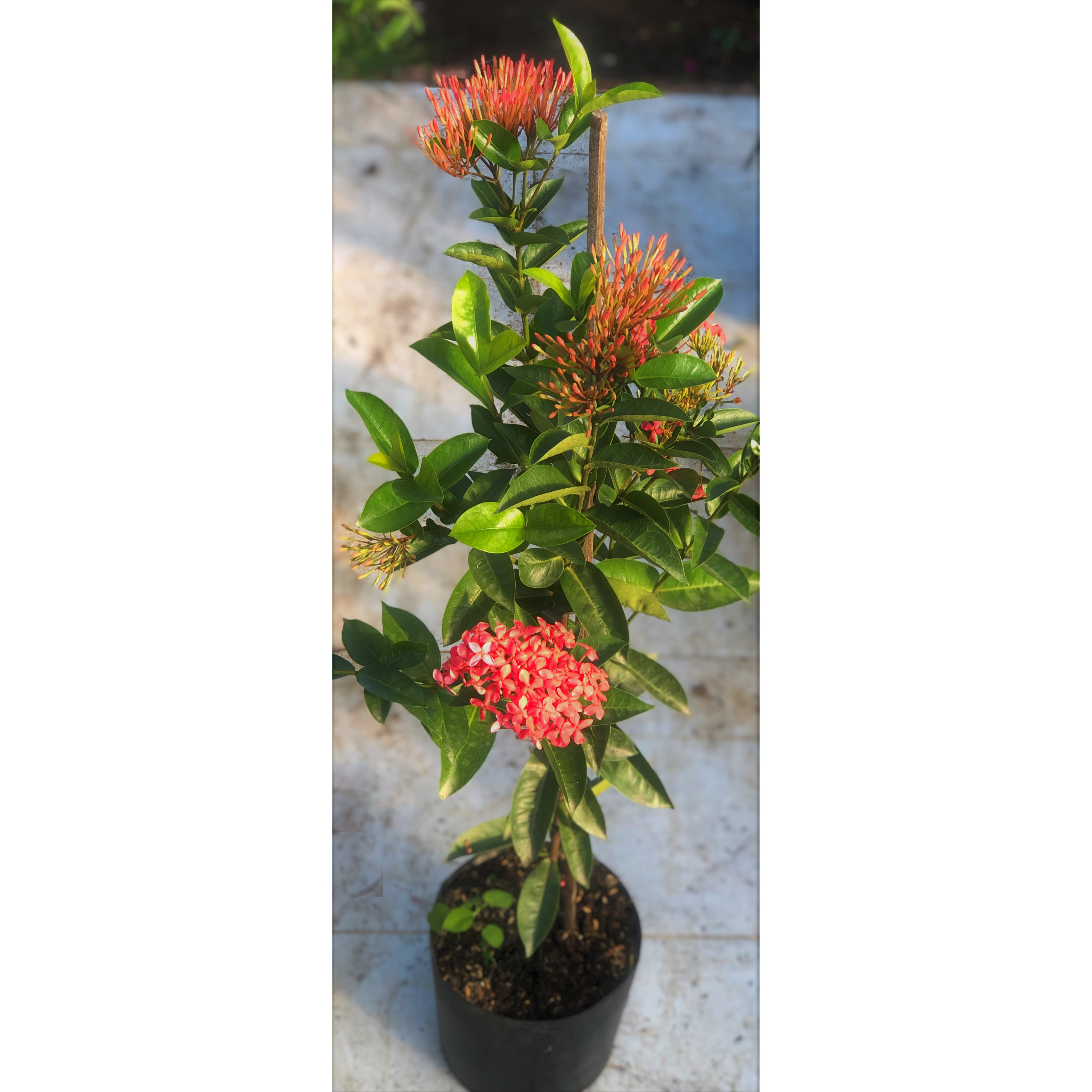 Chậu cây Đài Trang Mỹ dáng tree cao 100 - 120 cm