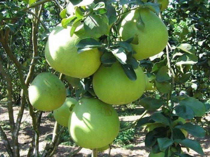 Bưởi da xanh miền bắc