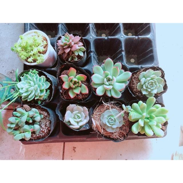 Combo 10 Cây Sen Đá Khác Loại