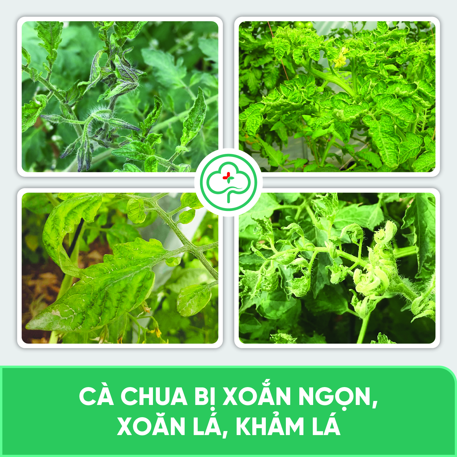 Chế phẩm phòng trị xoăn ngọn, xoăn lá, khảm lá, sượng trái, An toàn sức khoẻ BS05 Movir 100/250ml NSX Bacsicayxanh