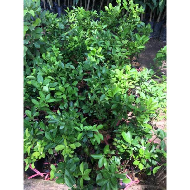 Cây tắc giống