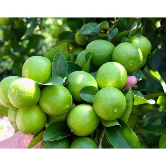 CÂY GIỐNG CHANH KHÔNG HẠT SIÊU SỚM