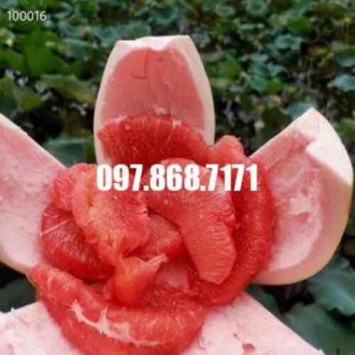 Cây Bưởi đỏ Phúc Kiến