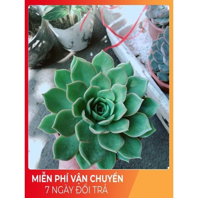 Sen Đá Xanh Cánh Cứng