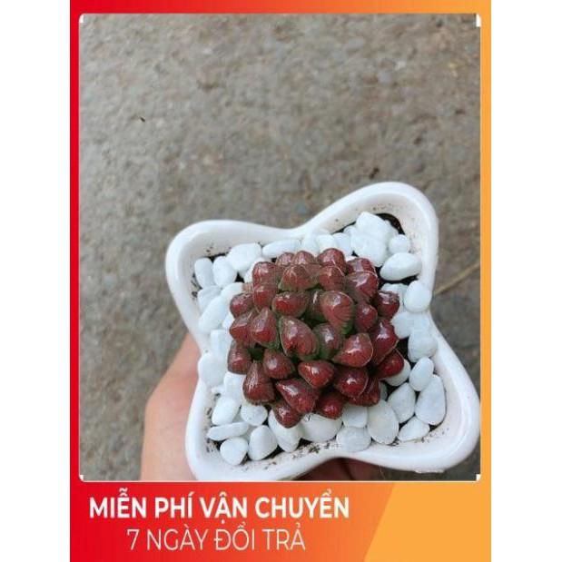Chậu Kim Cương Đỏ
