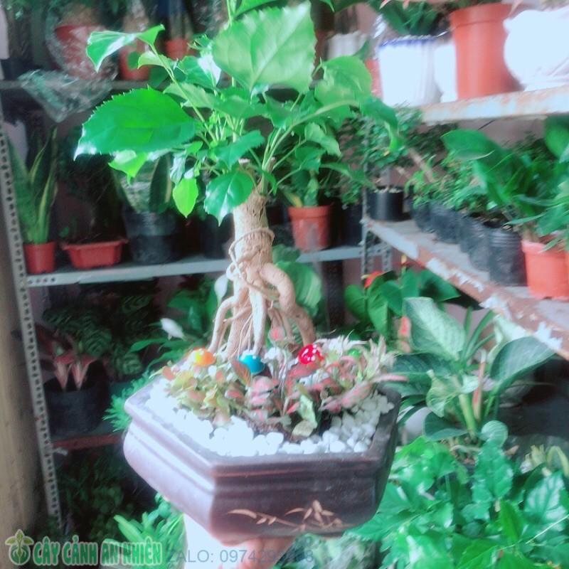 Chậu Cây Hạnh Phúc Bonsai