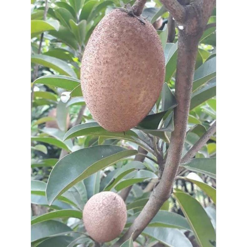 Cây Gióng Hồng Xiêm Xoài quả to