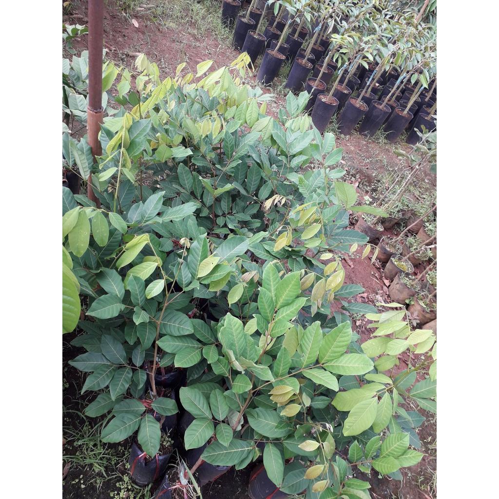 CÂY CHÔM CHÔM THÁI TRƯỞNG THÀNH CAO 1,5 M