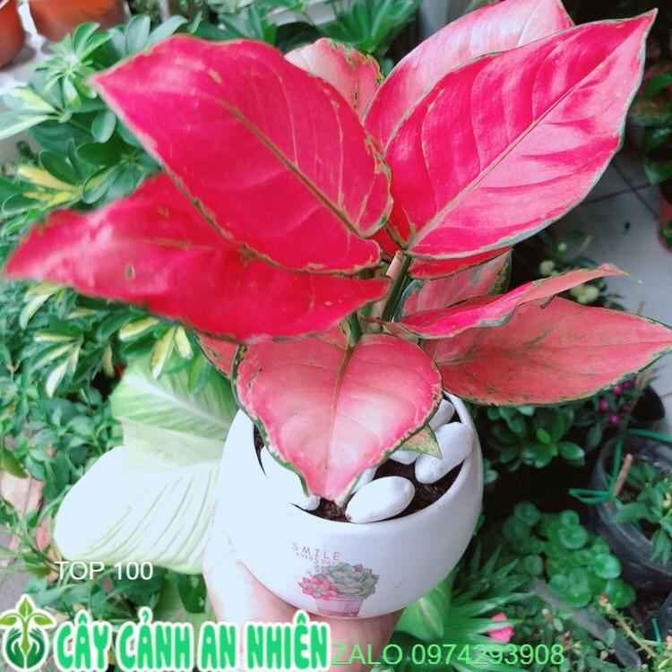 Chậu Cây Vạn Lộc Hồng