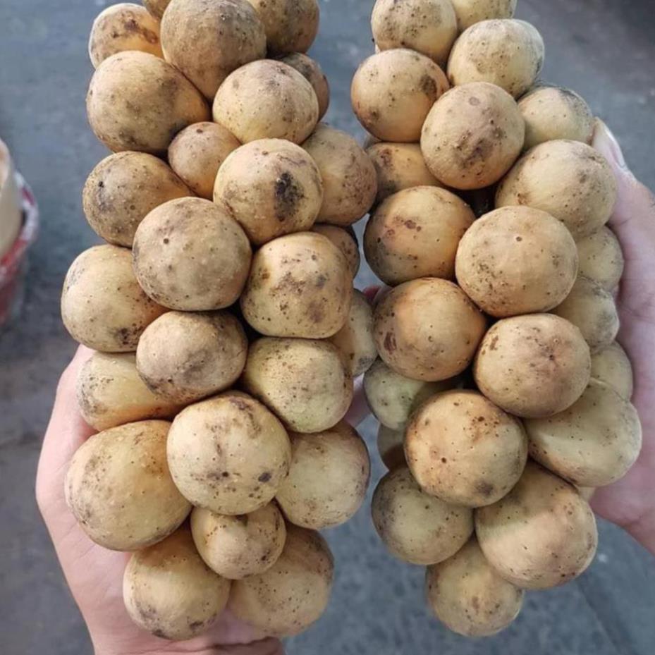 CÂY GIỐNG BÒN BON