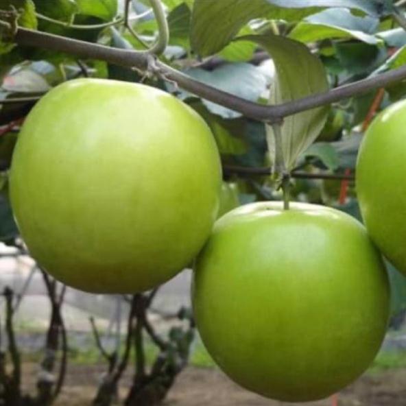 Cây Giống Táo Thái Siêu Trái, Quả To, Giòn và Ngọt