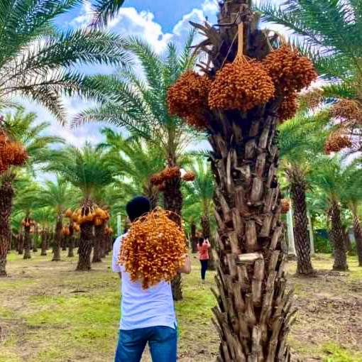 TOUR VƯỜN CHÀ LÀ - CÁ LÓC BAY - CHÙA LÁ SEN KHỔNG LỒ 1 NGÀY - HAPPY TOUR
