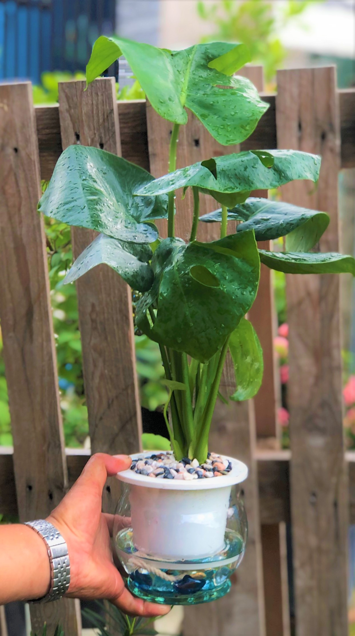 Chậu thuỷ tinh cây trầu bà Nam Mỹ lá xẻ thuỷ canh tặng kèm đá trang trí