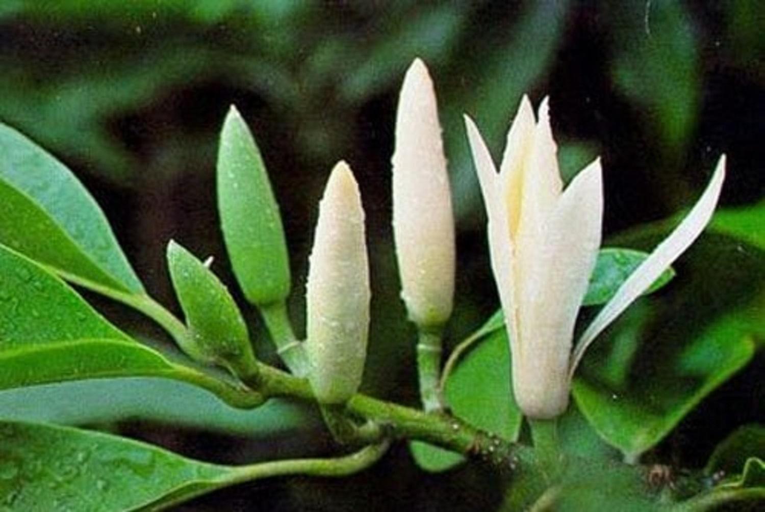 Cây ngọc lan trắng, cây hoàng lan trắng, cây lớn nguyên bầu đang nụ hoa thơm