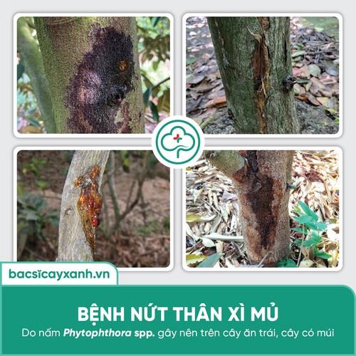Chế phẩm trị thán thư, thối trái, héo rũ, chết cây con, phòng ngừa nấm bệnh BS01 Chaetomium 200ml NSX Bacsicayxanh
