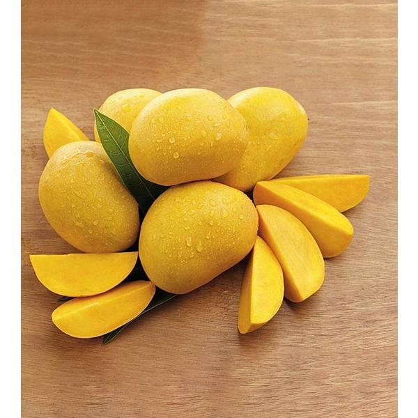 Cây giống Xoài Thanh Ca trồng chậu được.