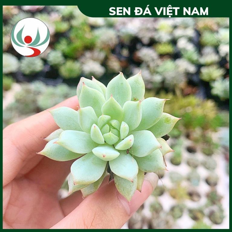 Sen Đá Baby Giống Mới, Sen Vỉ MINI 3-6cm, Hàng Trung Quốc Đã Thuần Khí Hậu Miền Bắc Khỏe Đẹp