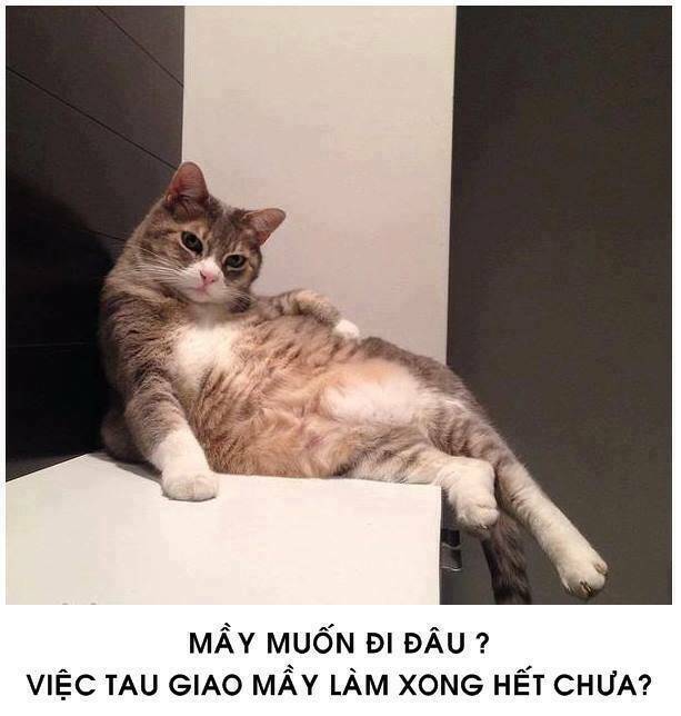 tấm cám phiên bản mèo chapter 1 3