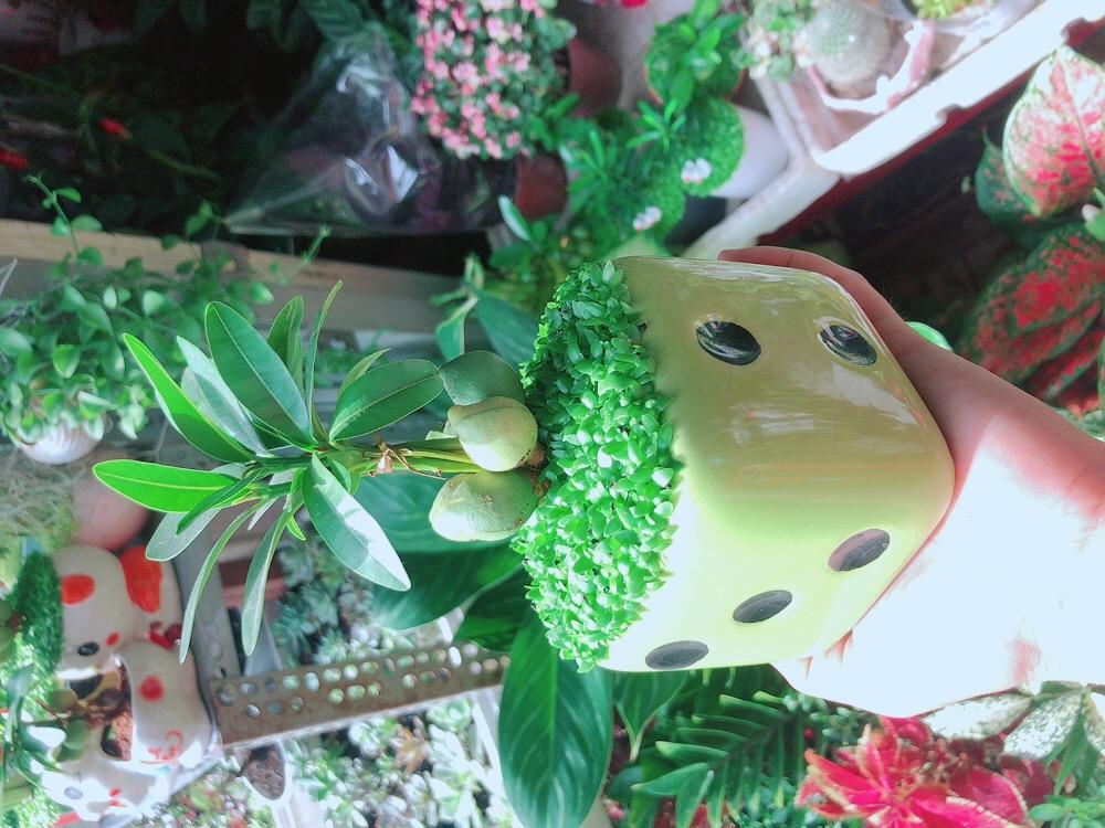 Chậu Cây May Mắn Tài Lộc