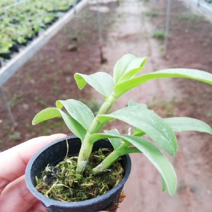 Phi điệp tím phú thọ hàng gieo hạt