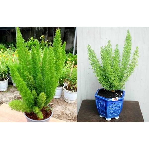 Hạt giống cây Tùng Đuôi Chồn _Trúc Thiên Môn-gói 5 hạt