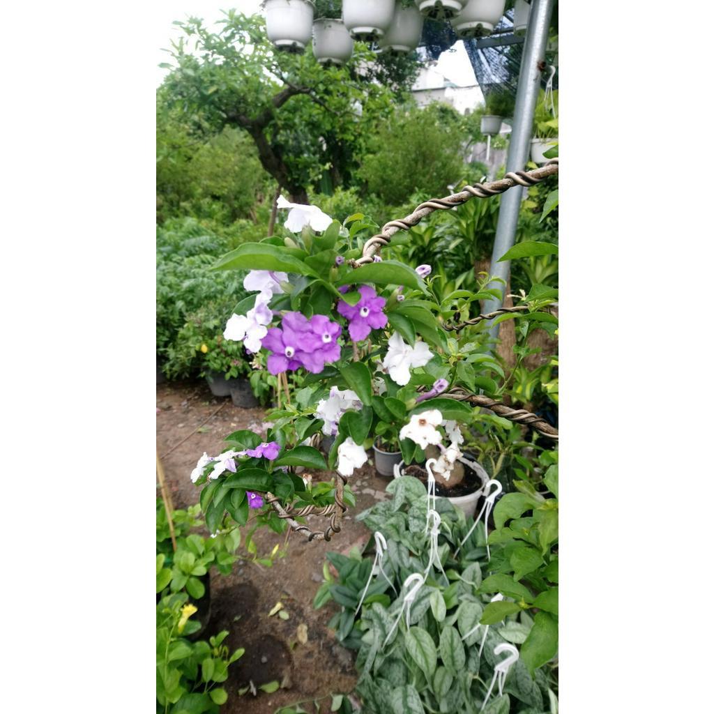 Cây Hoa Lài Nhật