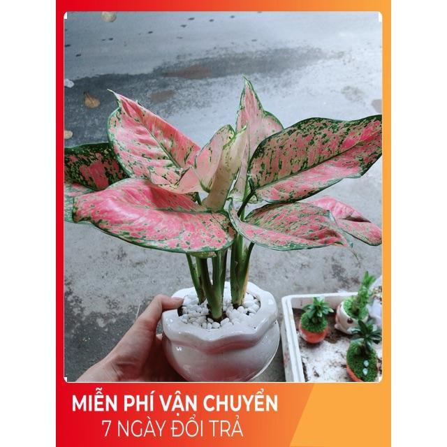 Chậu Vạn Lộc