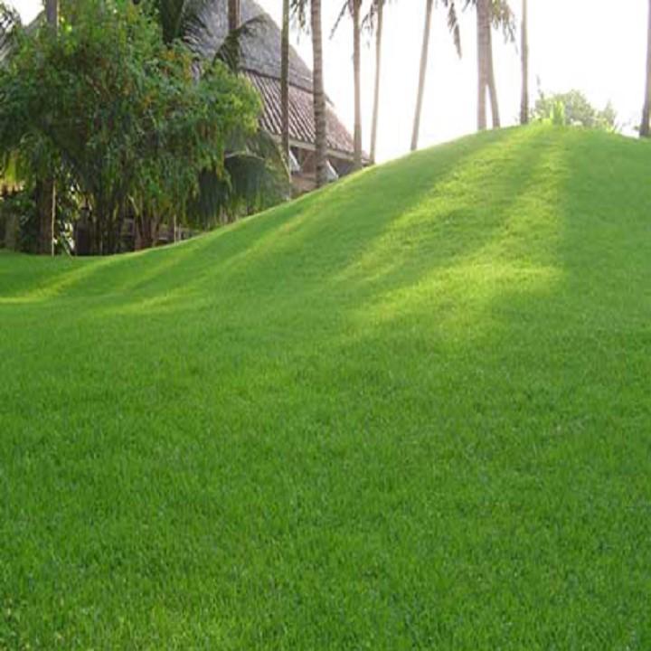 Hạt Giống Cỏ Nhung Nhật -