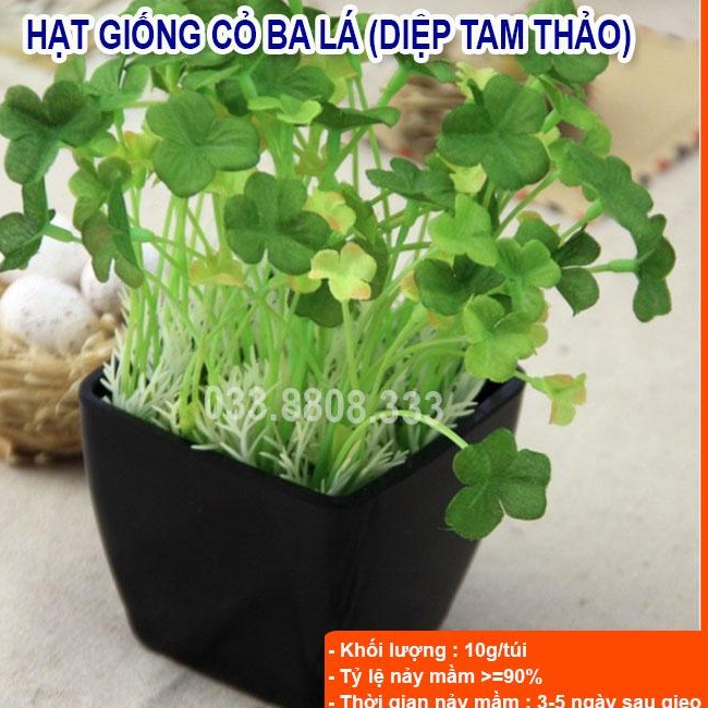 Hạt Giống Cỏ May Mắn 50gram - Cỏ trang trí sân vườn