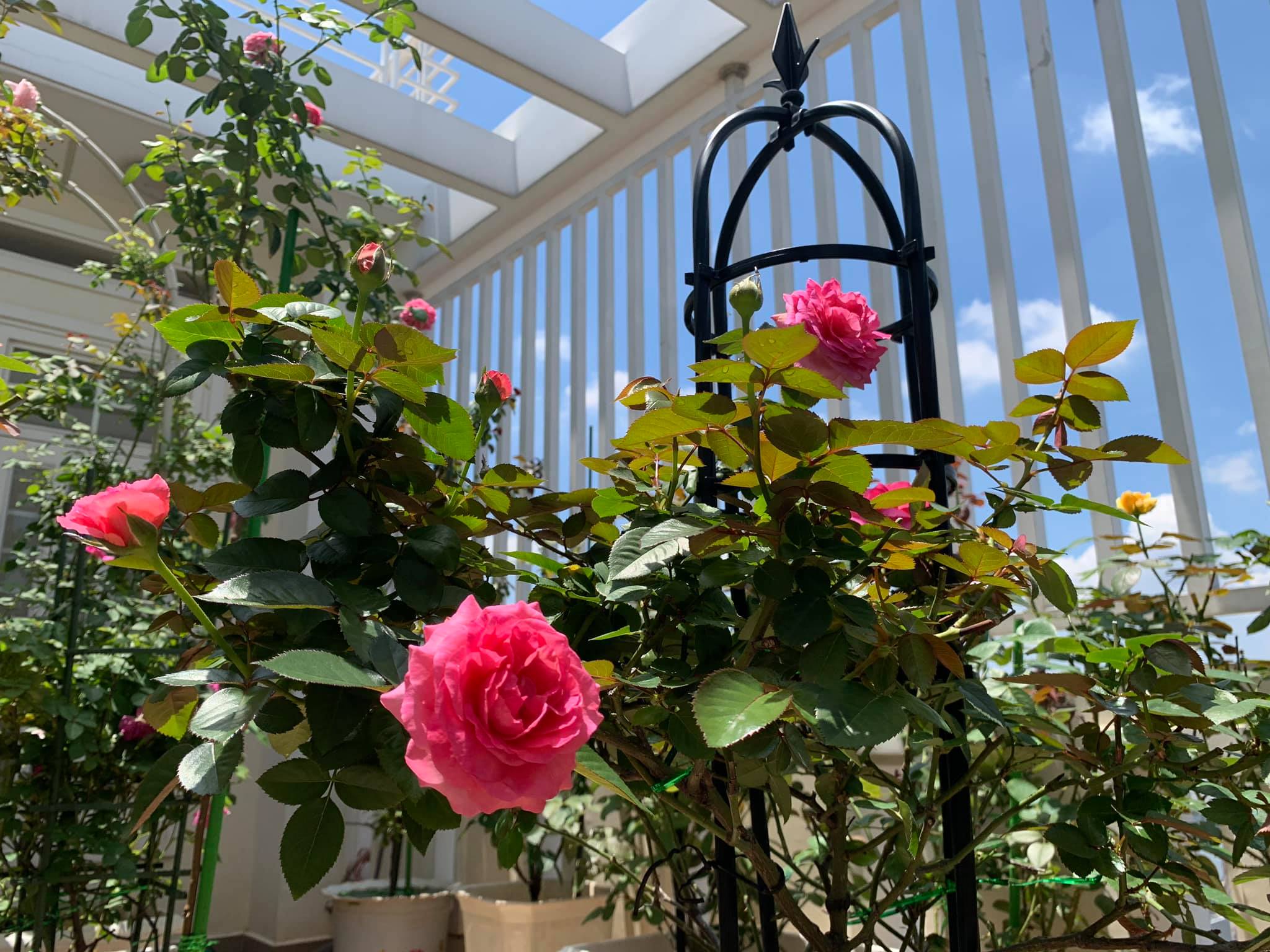 Hình ảnh Khung trồng hoa hồng cao 120cm màu đen đường kính chậu 21cm bền trên 5 năm ở nhiệt độ ngoài trời