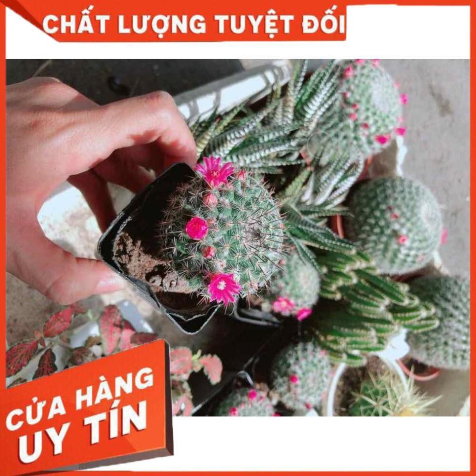 Sen đá viền đỏ Nhiều Người Mua